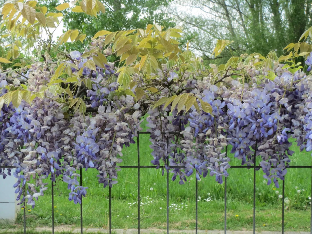 Wisteria-in-cultivars-Flower-2