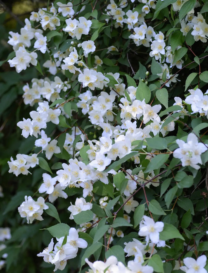 Clematis Avalanche