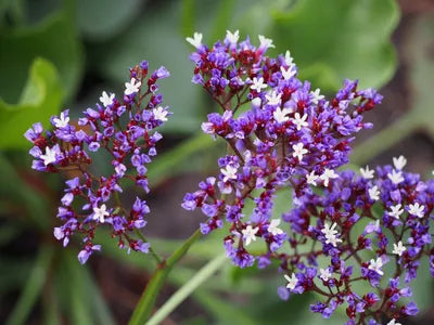 LIMONIUM Purple Parachute