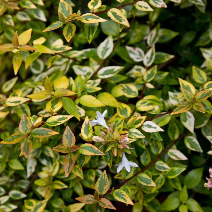 Abelia Grand. Kaleidoscope  (2 Ltr Pot) - Shrubs - Windyridge Garden Centre