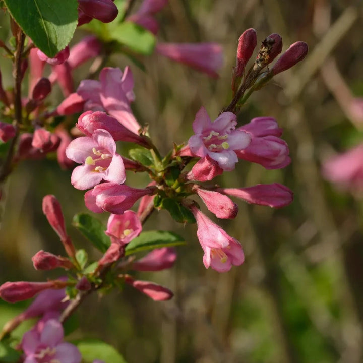 Weigela-florida-Big-Love-Flower