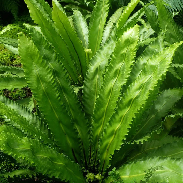 Birds-Nest-Fern-Asplenium-Antiquum-Osaka-Planted-1