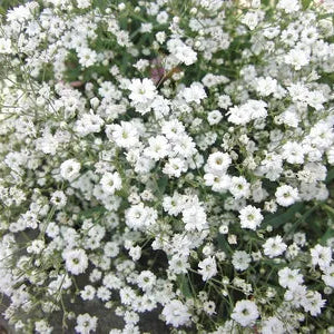 Gypsophlia Summer Sparkles  P17