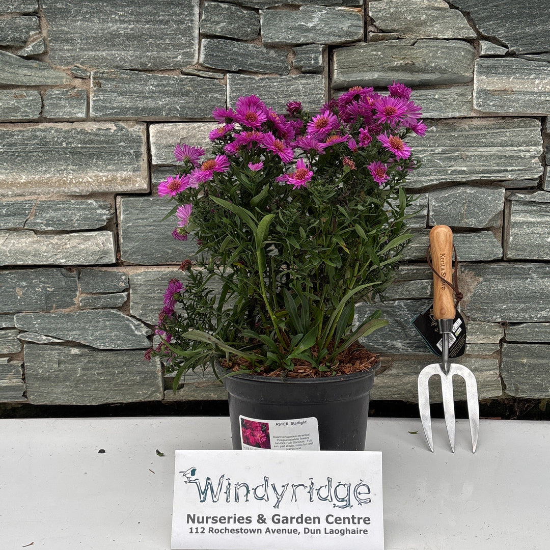 ASTER 'Starlight' 3L