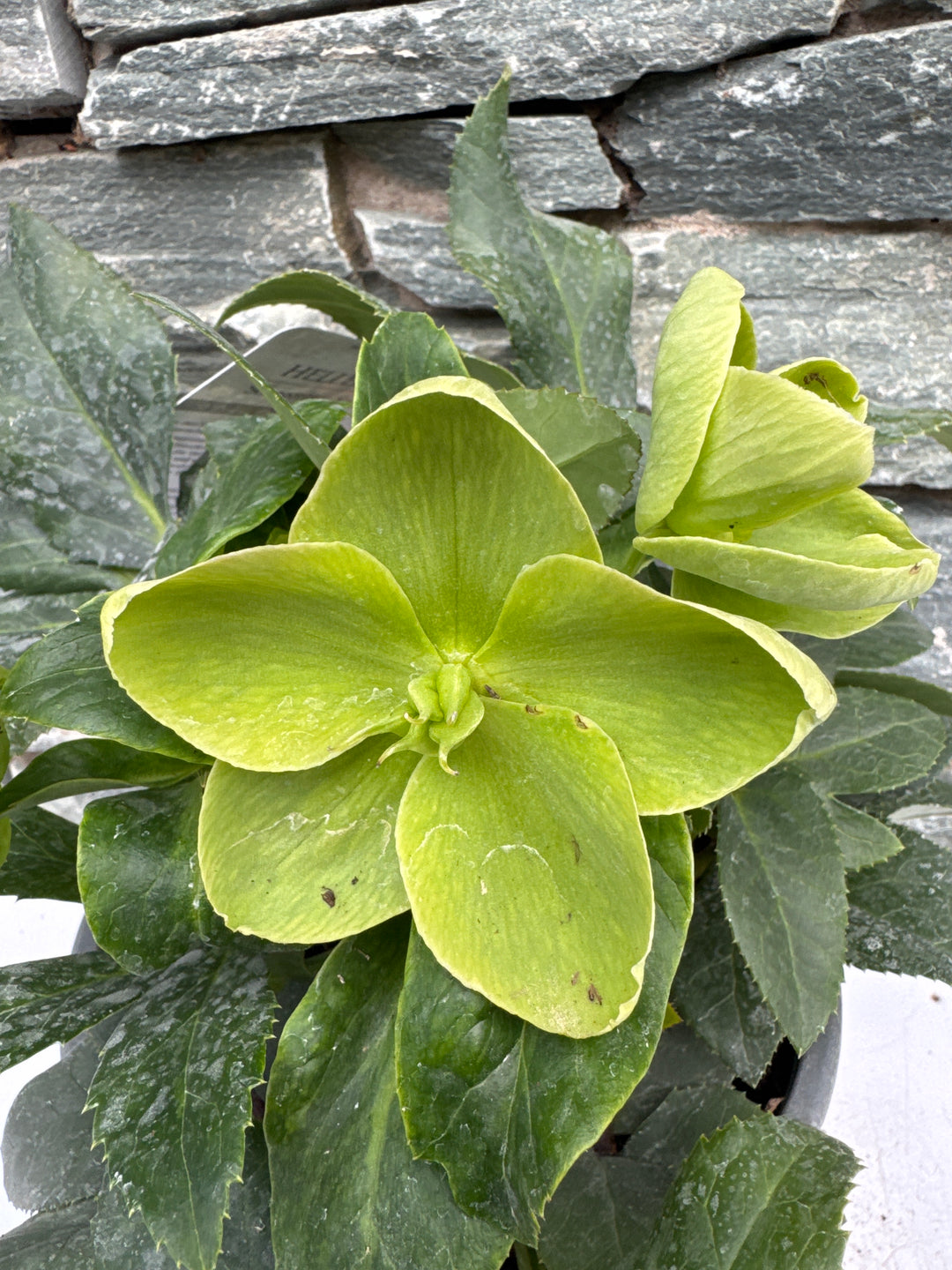 Helleborus Ice Breaker Max