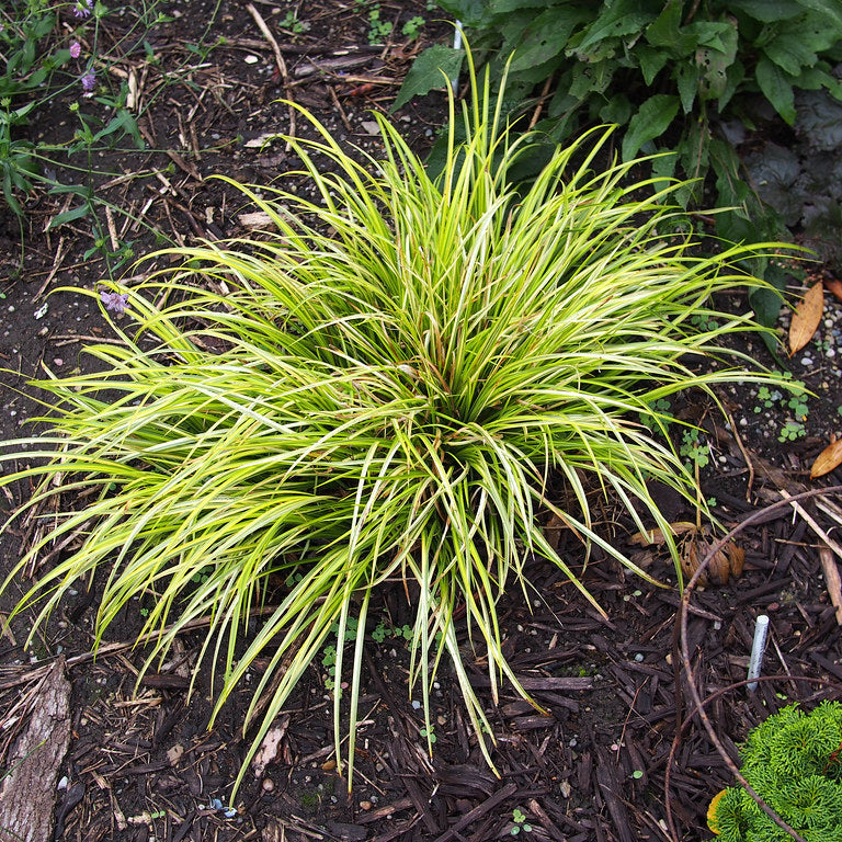 Acorus Ogon 2Lt - Herbaceous - Windyridge Garden Centre