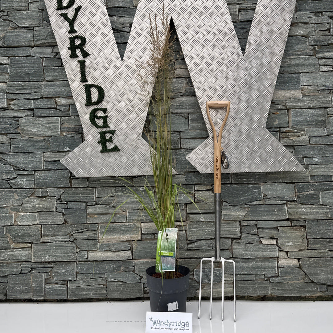 Calamagrostis acut. Overdam