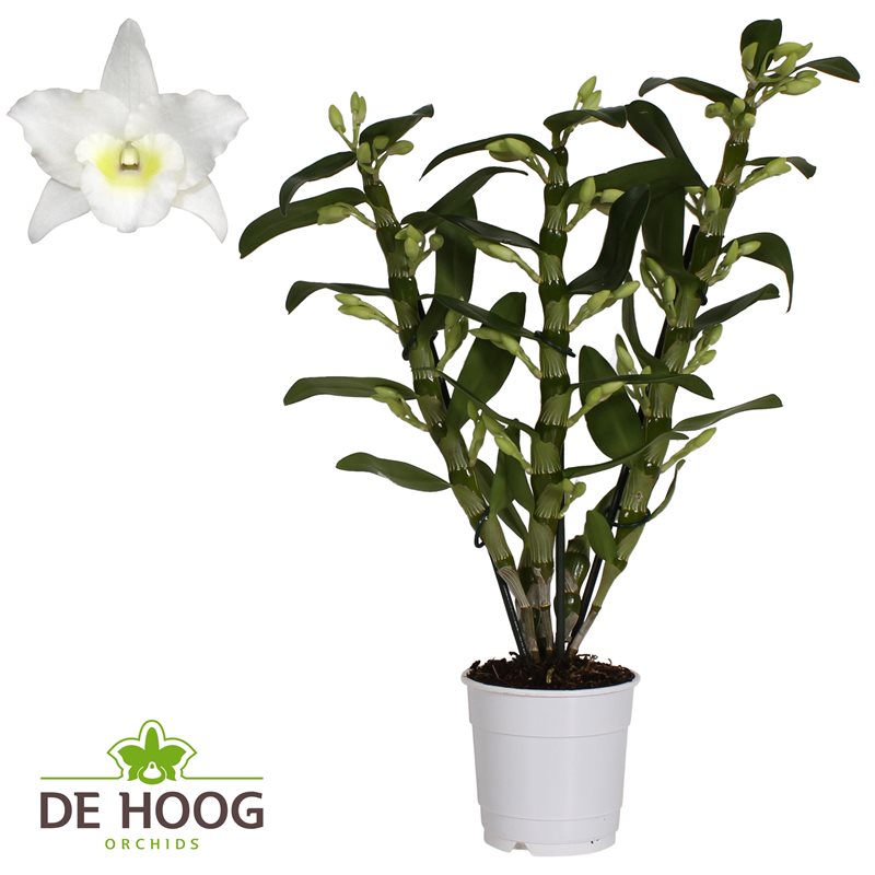 Dendrobium nobile Star Class Apollon 3 stem H50 cm