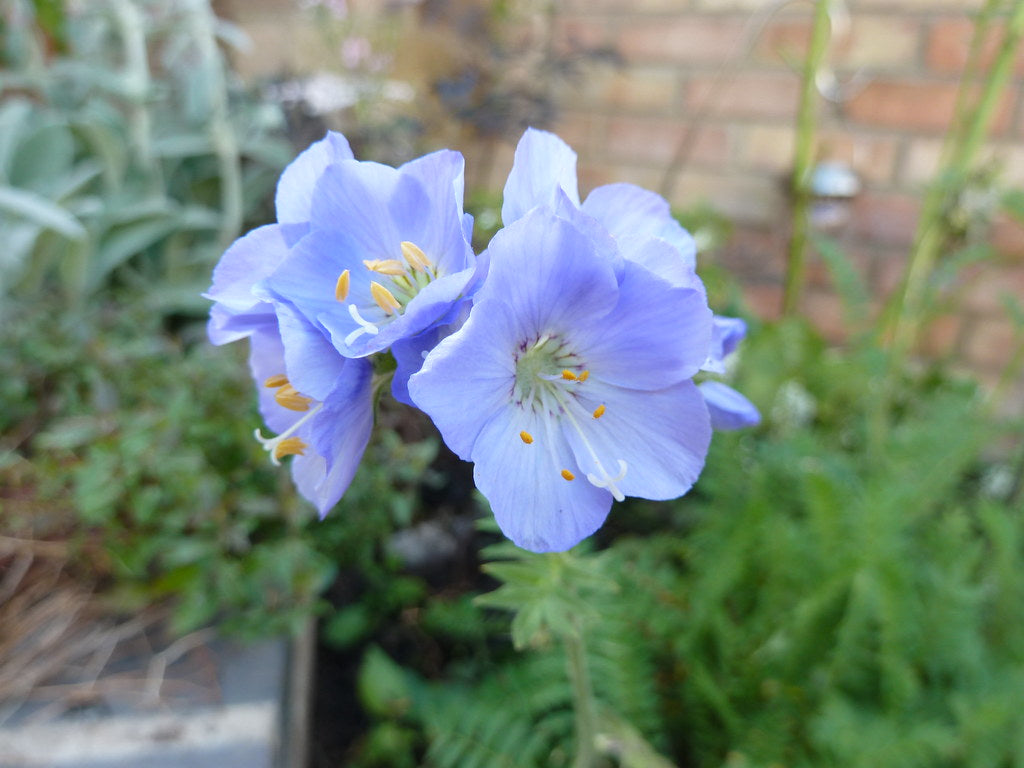 POLEMONIUM Northern Lights