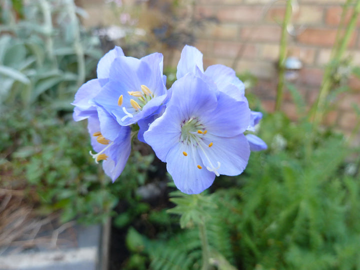 POLEMONIUM Northern Lights