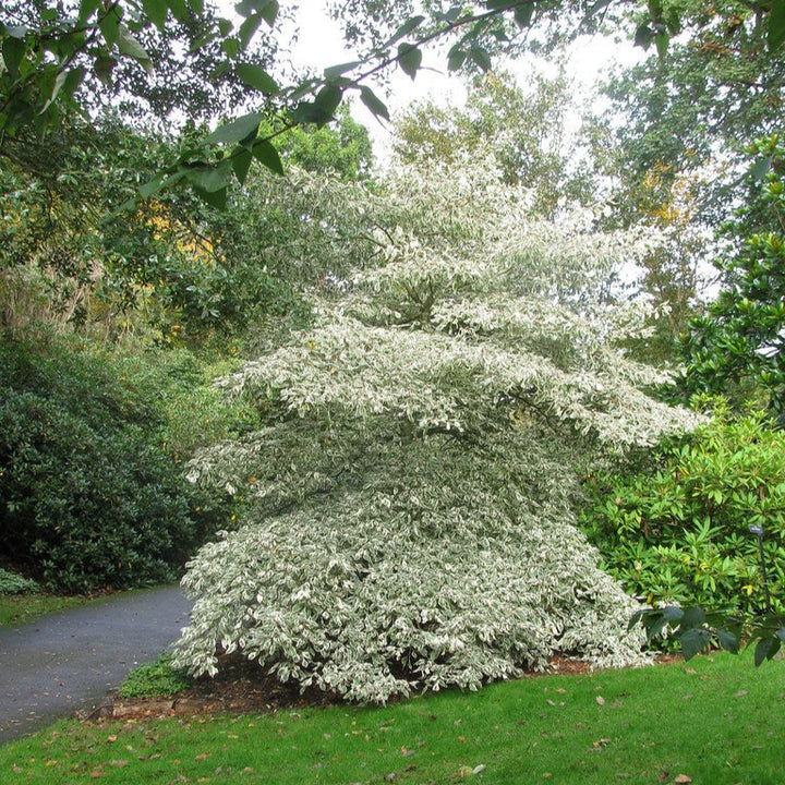 CORNUS controversa Variegata