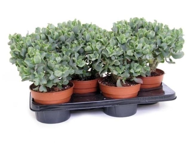 Crassula Arborescens Undulatifolia   P17 - Indoor Plants - Windyridge Garden Centre