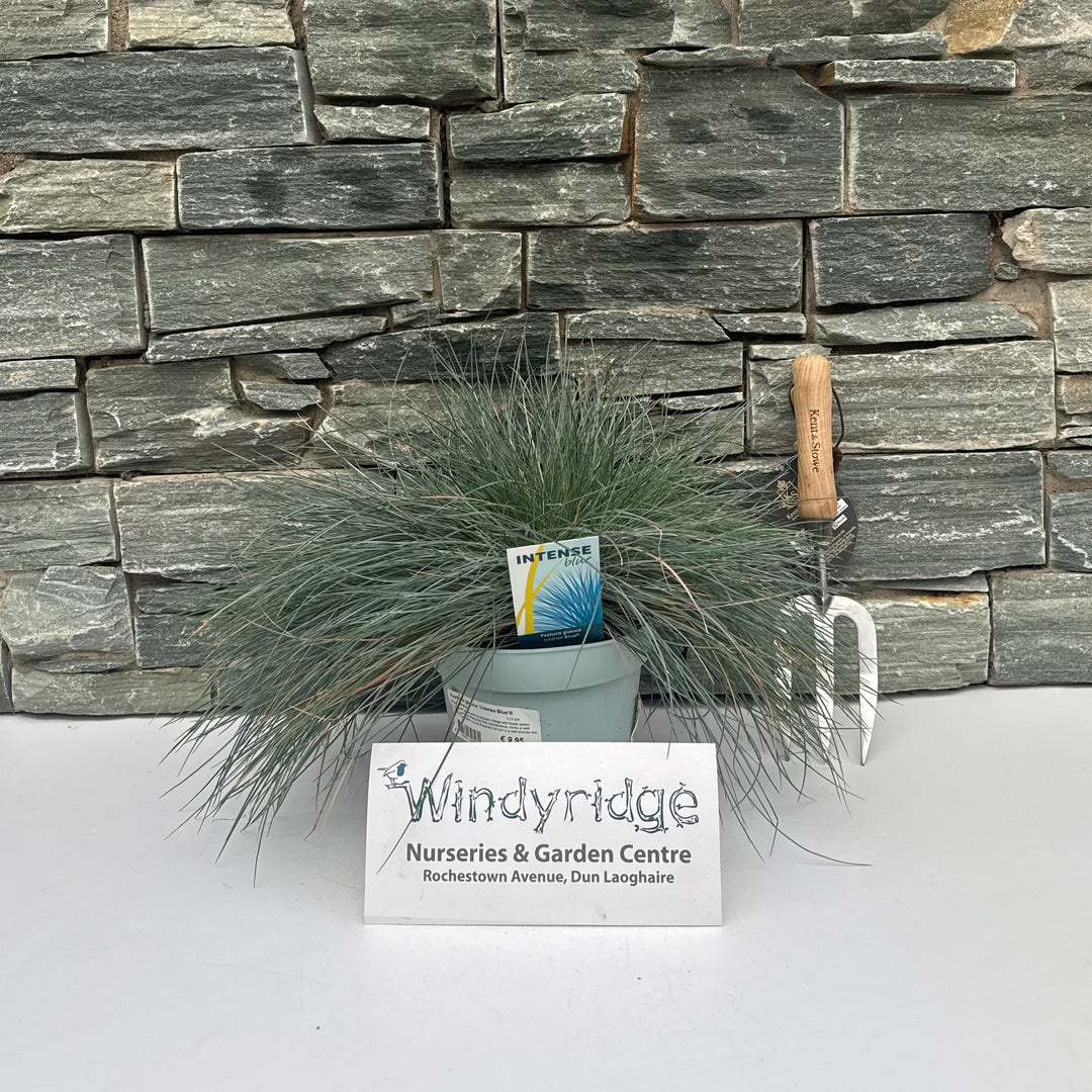 Festuca glauca Intense Blue  2 Ltr pot