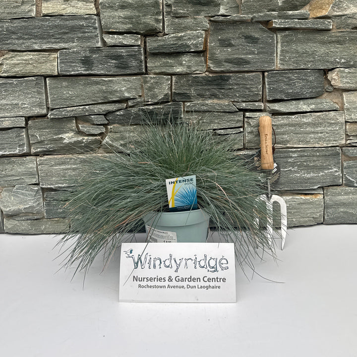 Festuca glauca Intense Blue  2 Ltr pot
