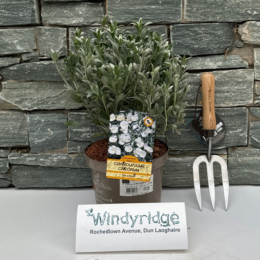 Convolvulus Cneorum- Shrubs - Windy Ridge Garden Centre