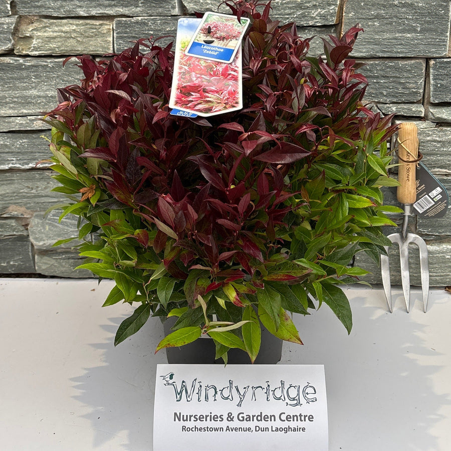 Leucothoe Zeblid - Shrubs - Windyridge Garden Centre