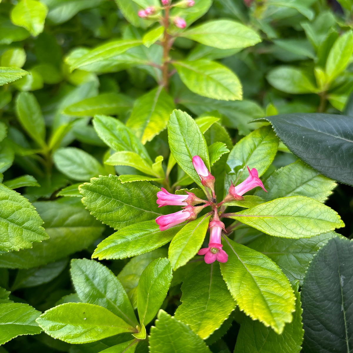 Buy Escallonia Laevis Gold Brian Online