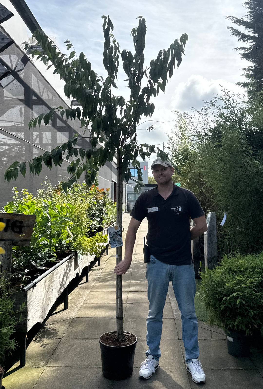 Prunus subh. 'Autumnalis' Stem 150 cm. C18