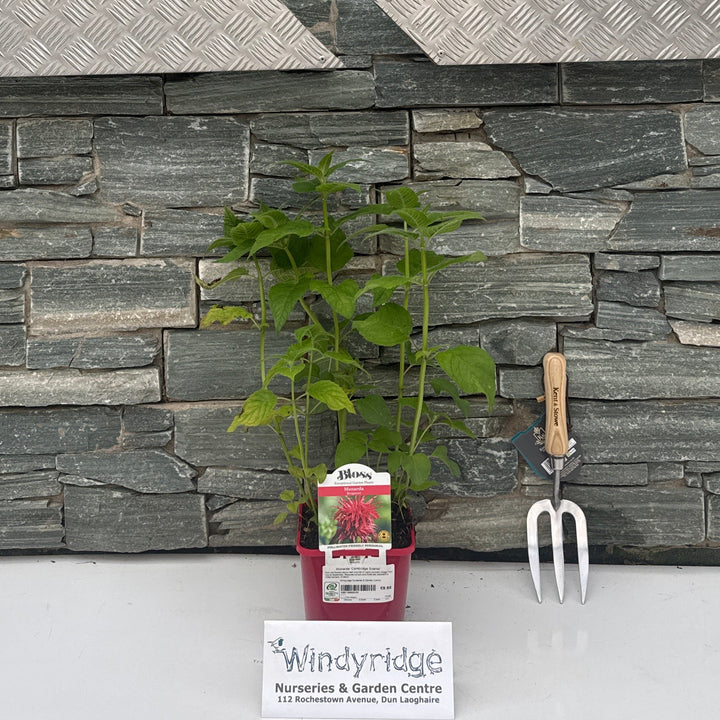 Monarda didyma Cambridge Scarlet