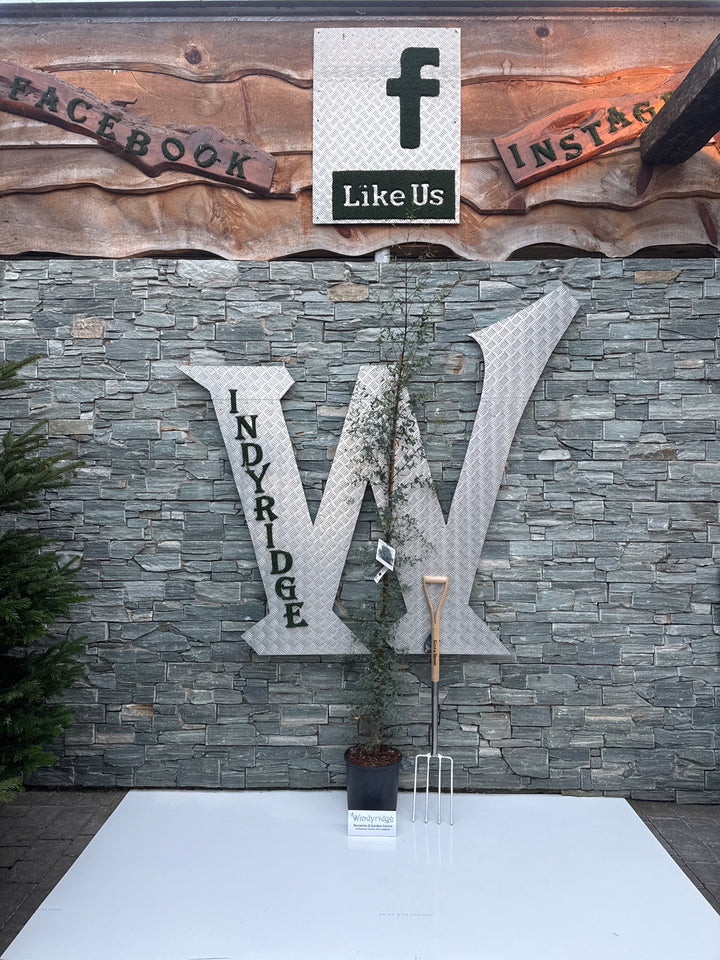 EUCALYPTUS G. FRANCE BLEUE