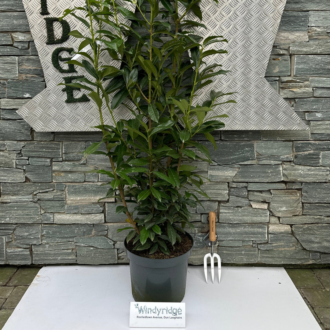 Prunus laur. Genolia  100-125 CM C12