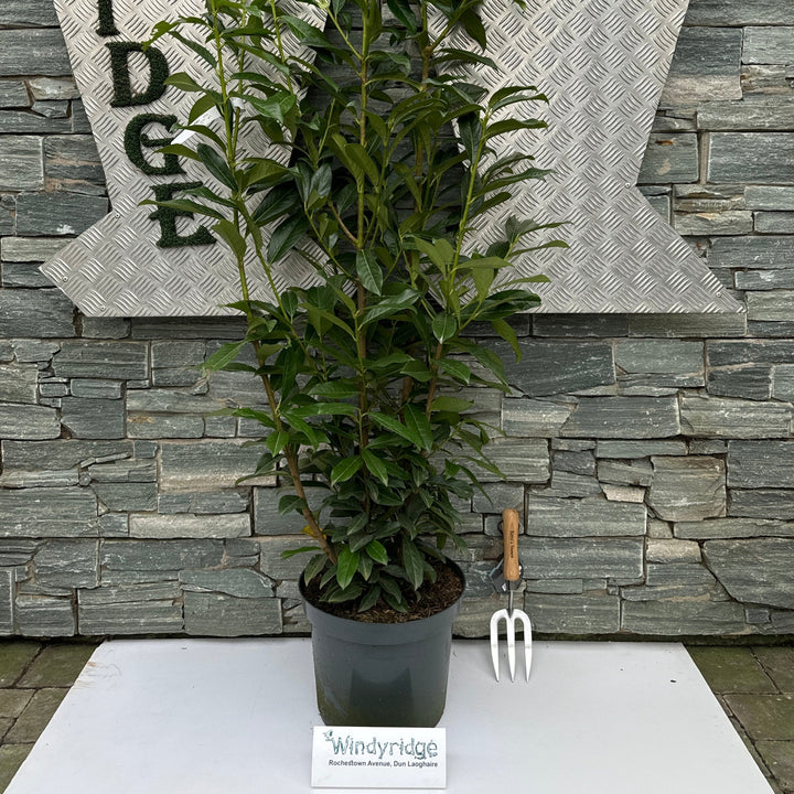 Prunus laur. Genolia  100-125 CM C12