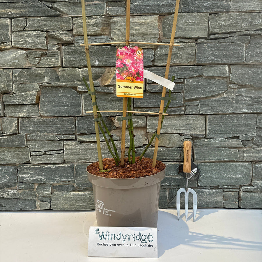 Rosa Summer Wine - Roses - Windyridge Garden Centre