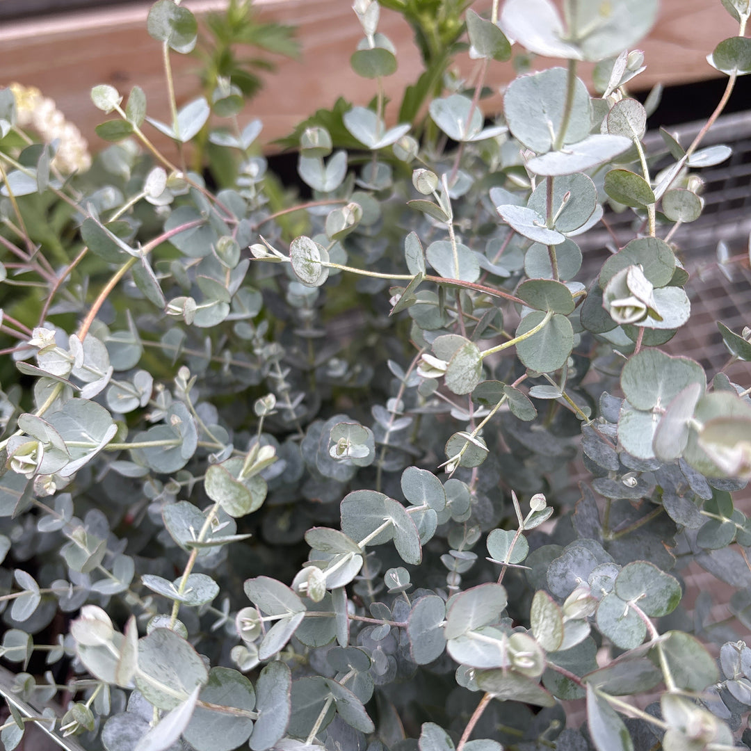 Eucalyptus gunnii Azura