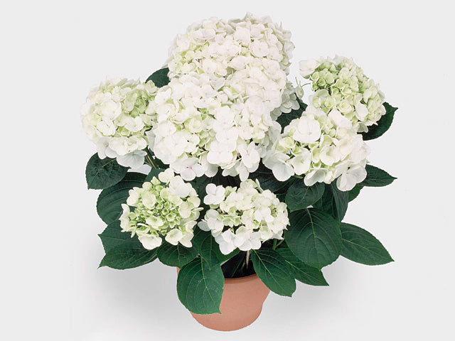 Hydrangea m. Hovaria Holibel  P14, 6 to 8 flowers