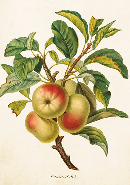 Greeting Cards With Envelopes - 12X17 Cm - Apples On Branch - Gift Shop - Windyridge Garden Centre