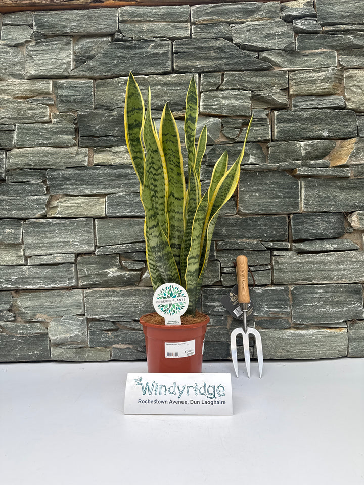 Sansevieria trif. Laurentii P17