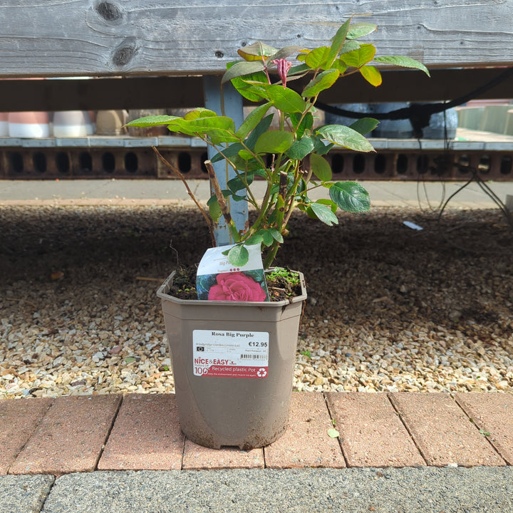 Rosa-Big-Purple-Potted-1