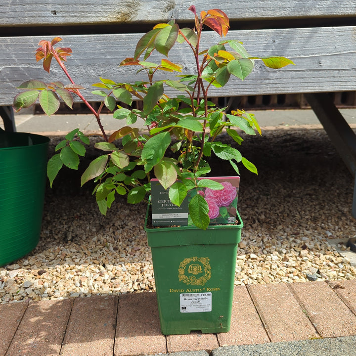 David-Austin-Rosa-Gertrude-Jekyll-Potted-1