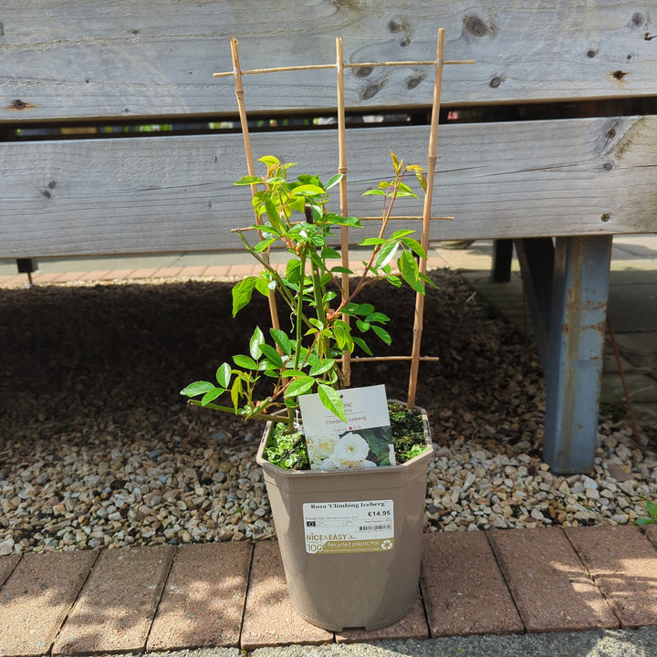Rosa Climbing Iceberg 4.5L