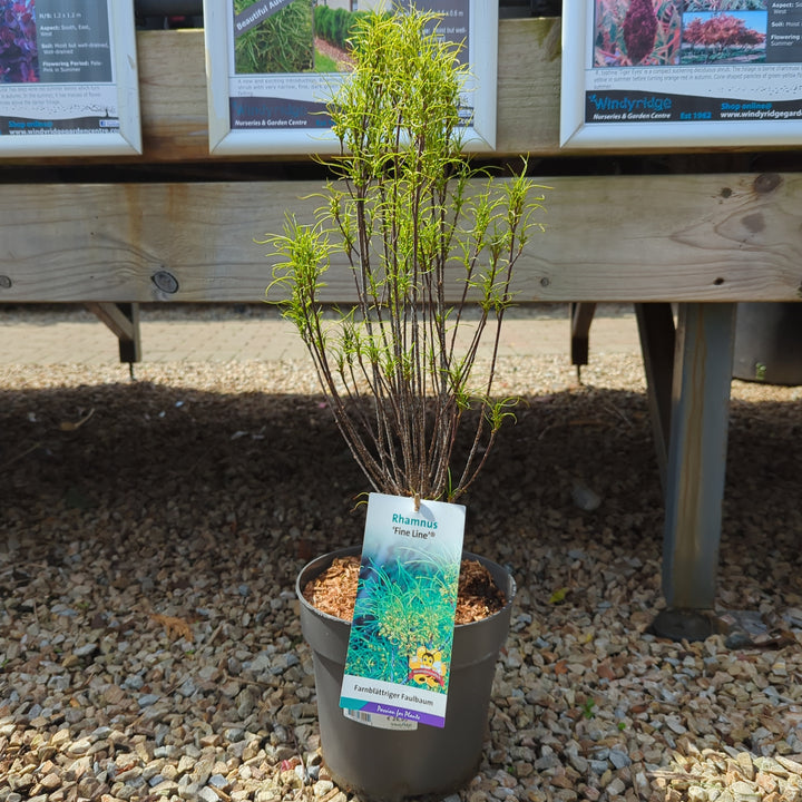 Frangula alnus Fine Line  5 Ltr pot