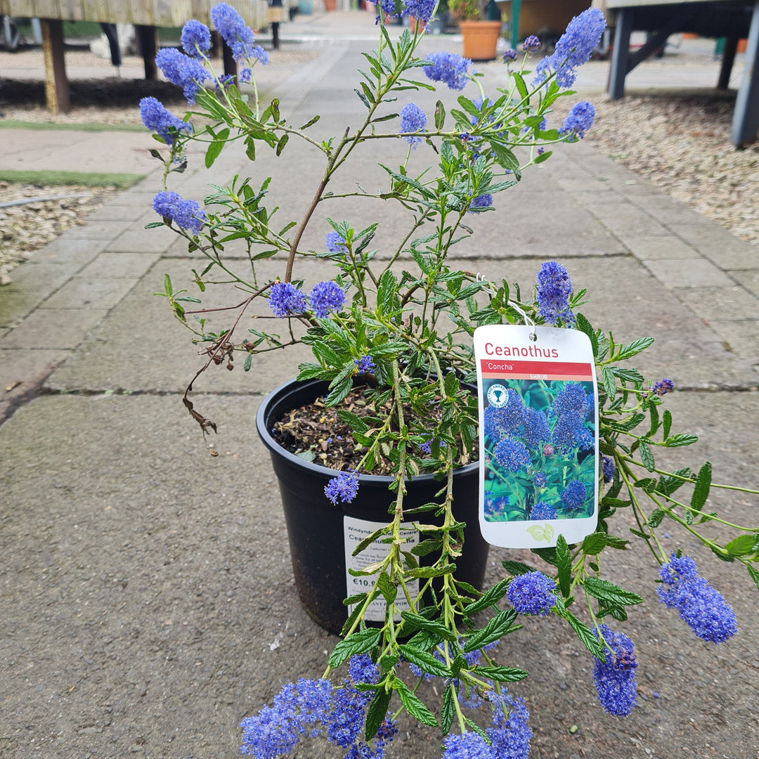 Ceanothus Concha - Climbers - Windyridge Garden Centre