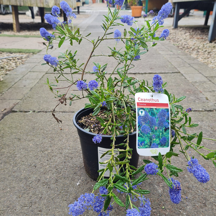 Ceanothus Concha - Climbers - Windyridge Garden Centre