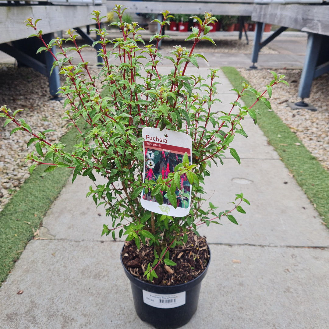Fuschia Ricartonnii