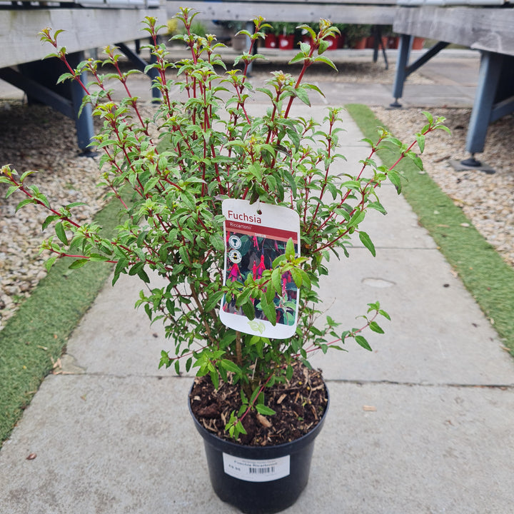 Fuschia Ricartonnii