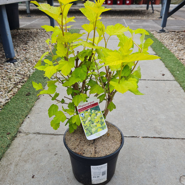 Physocarpus opulus Darts Gold