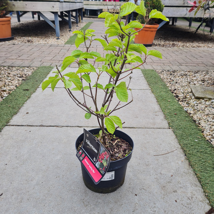 Viburnum Dilatatum Sealing Wax - Shrubs - Windyridge Garden Centre