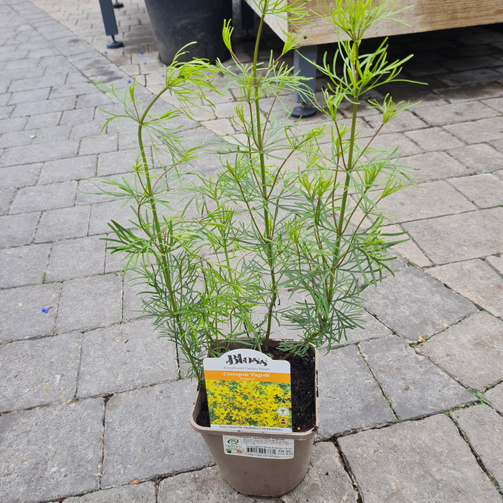 Coreopsis verticillata Zagreb