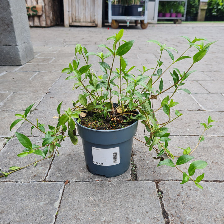 Vinca minor