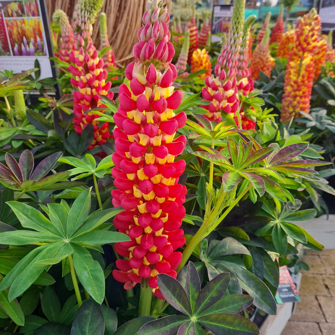 Lupin Wc Tequila Flame 5 Ltr - Herbaceous - Windyridge Garden Centre
