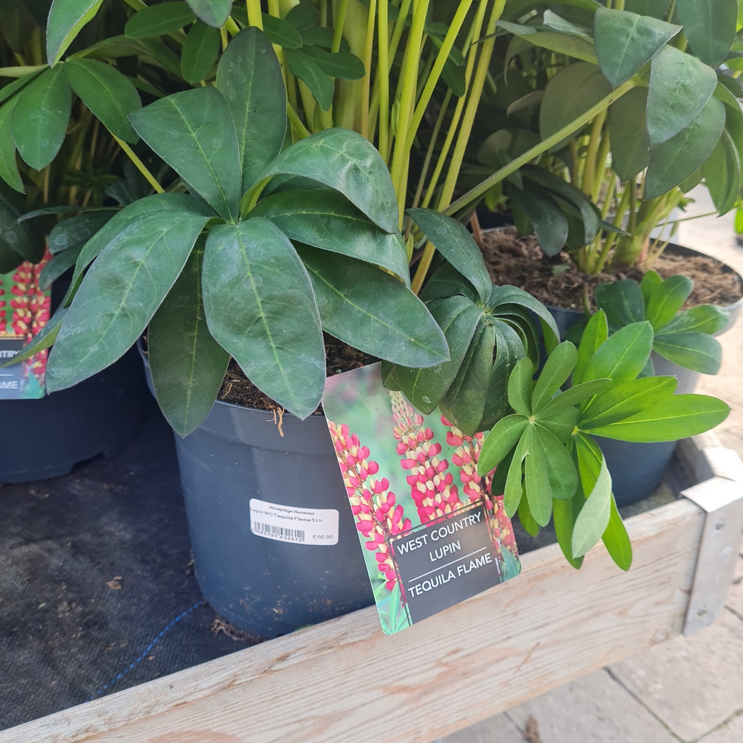 Lupin Wc Tequila Flame 5 Ltr - Herbaceous - Windyridge Garden Centre