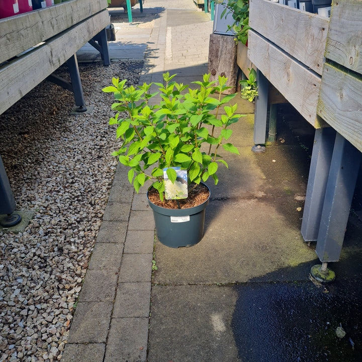 Hydrangea-pan.-Limelight-Potted