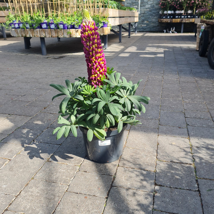 Lupin WC Manhattan Lights 5 Ltr