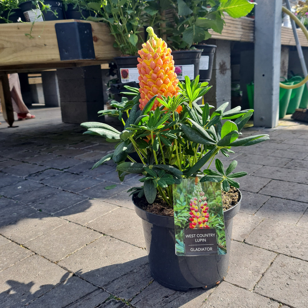 Lupin WC Gladiator 5 Ltr