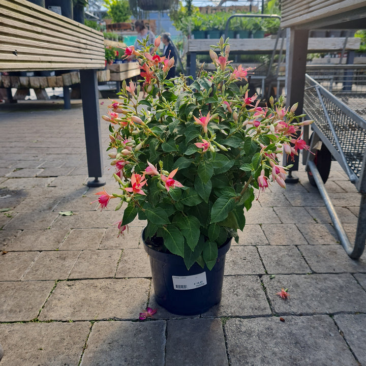Fuchsia Jubilee