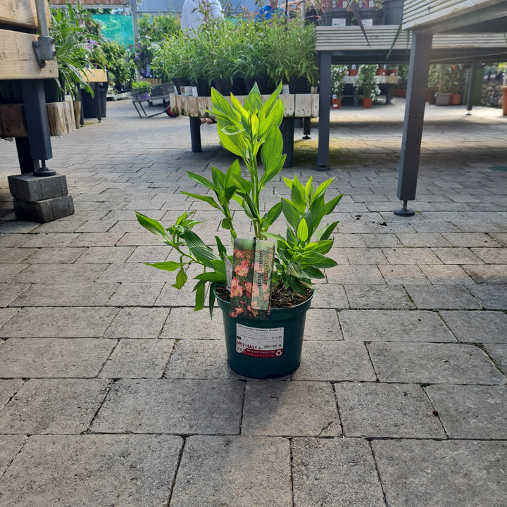 Alstroemeria Summer Break